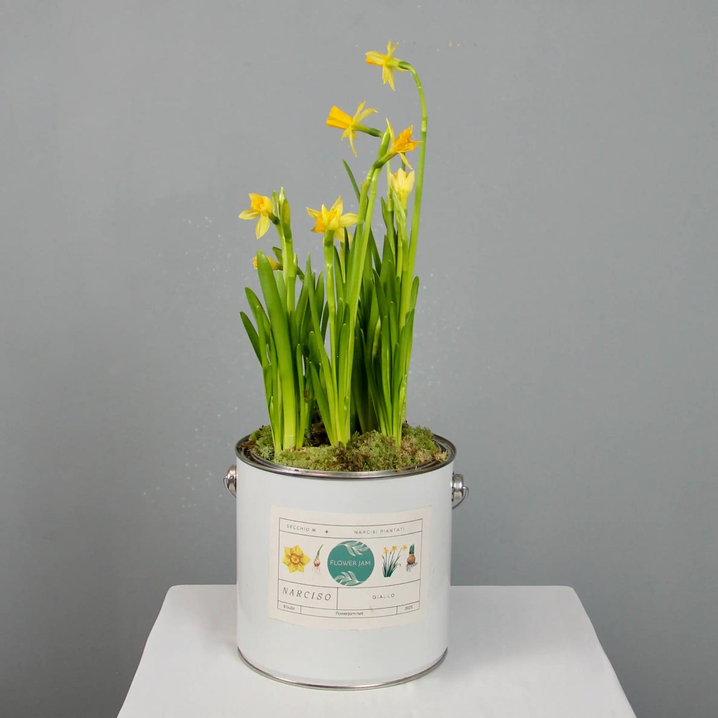 yellow narcissus in a vbucket