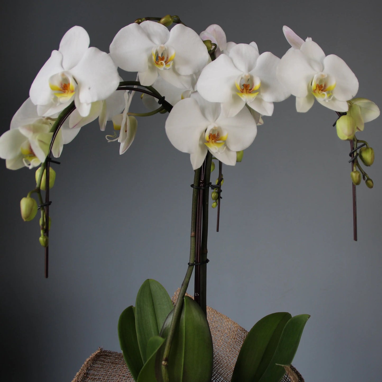 cascading white orchid plant