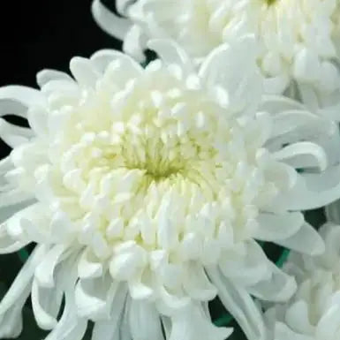 flower delivery genova white flowers Flowers