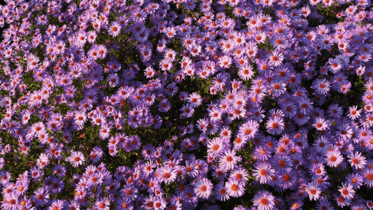 September in bloom - discovering the Aster