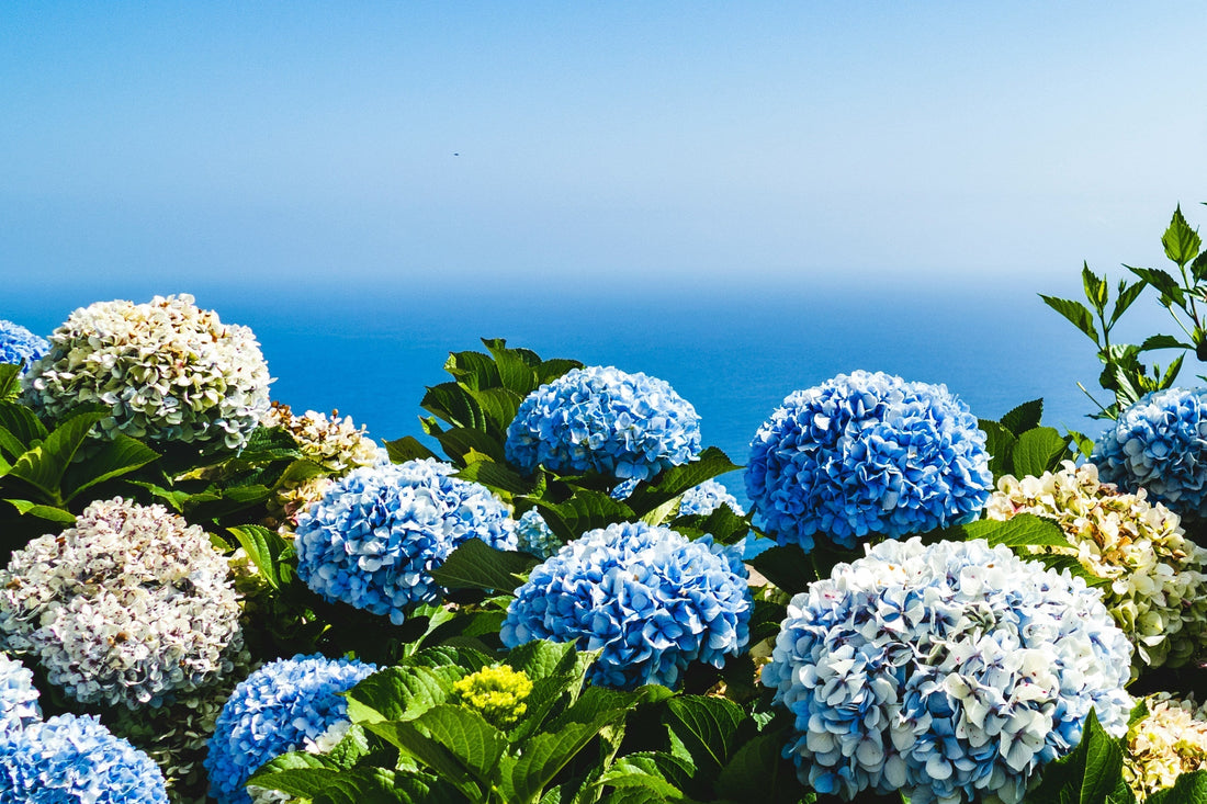 FLOWERS OF JUNE
