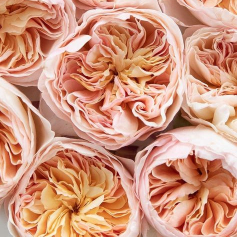 flower shop genova Flowers