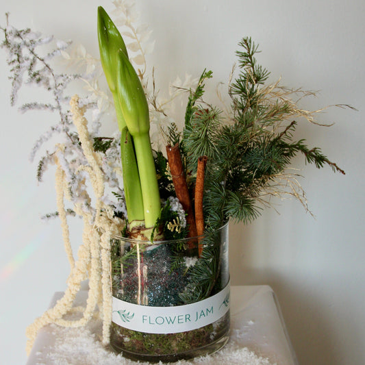 Christmas arrangement in a jar with amaryllis bulb  product_type