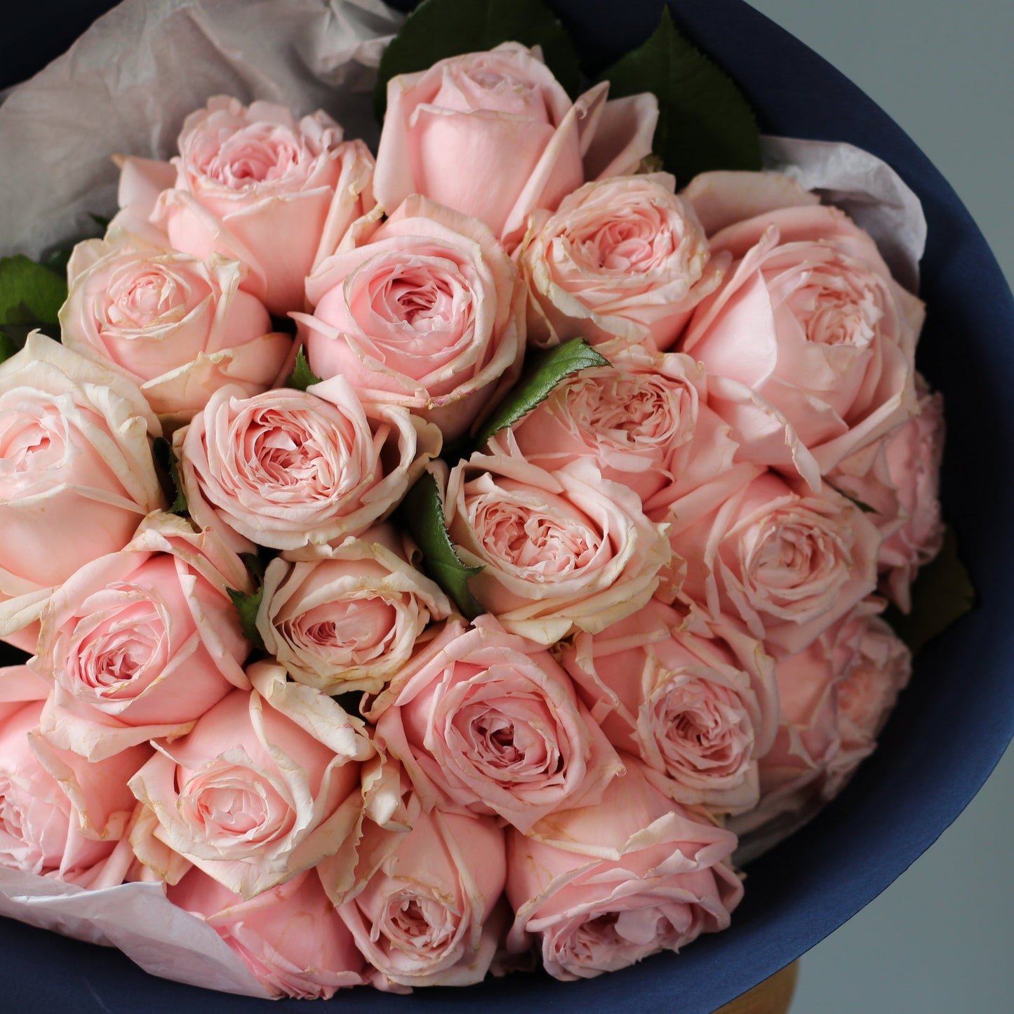 pink roses princess hitomi genova