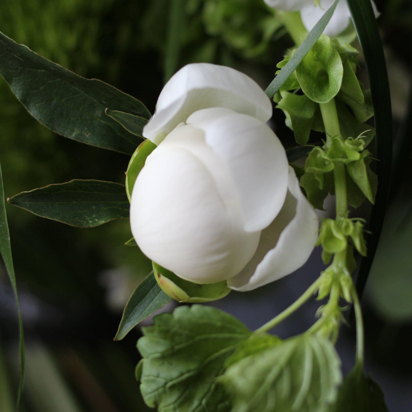 flowers delivery Genoa portofino Flowers
