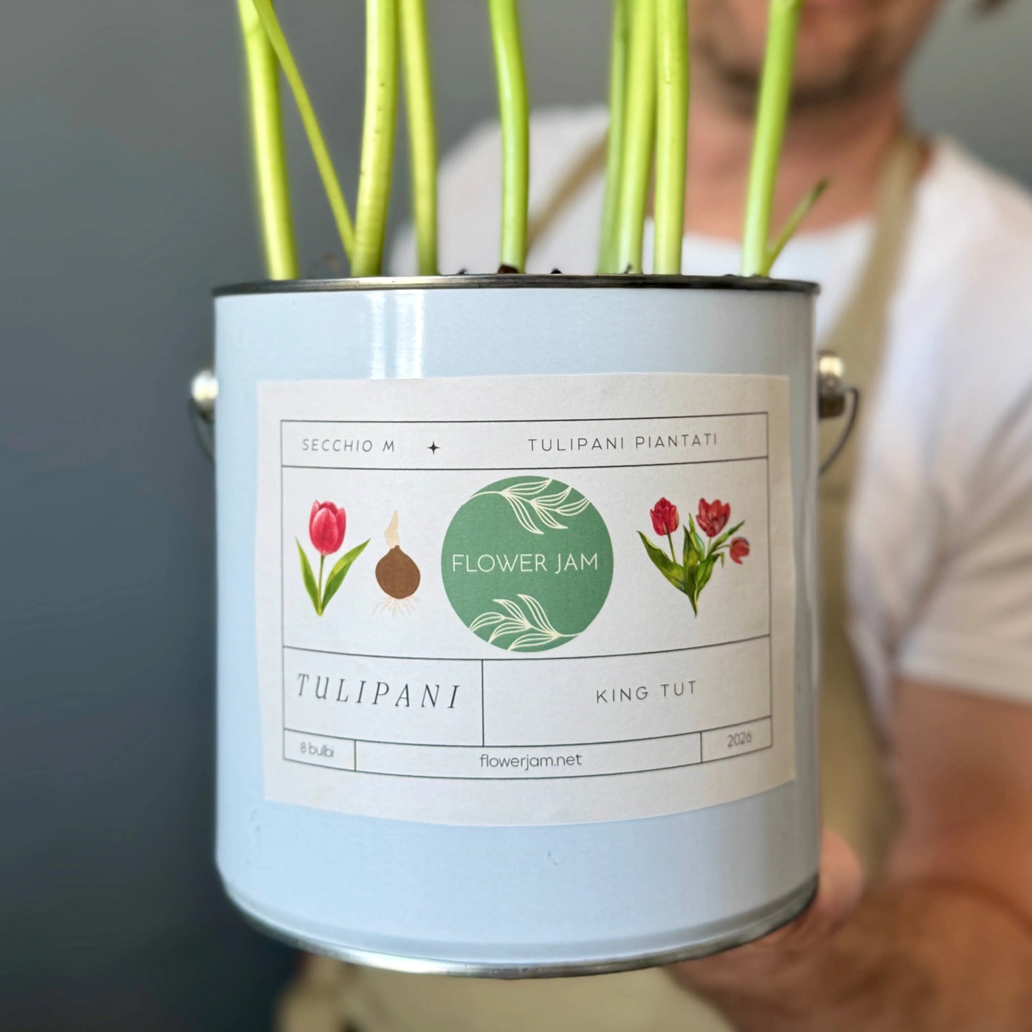 Secchiello di bulbi di tulipani 