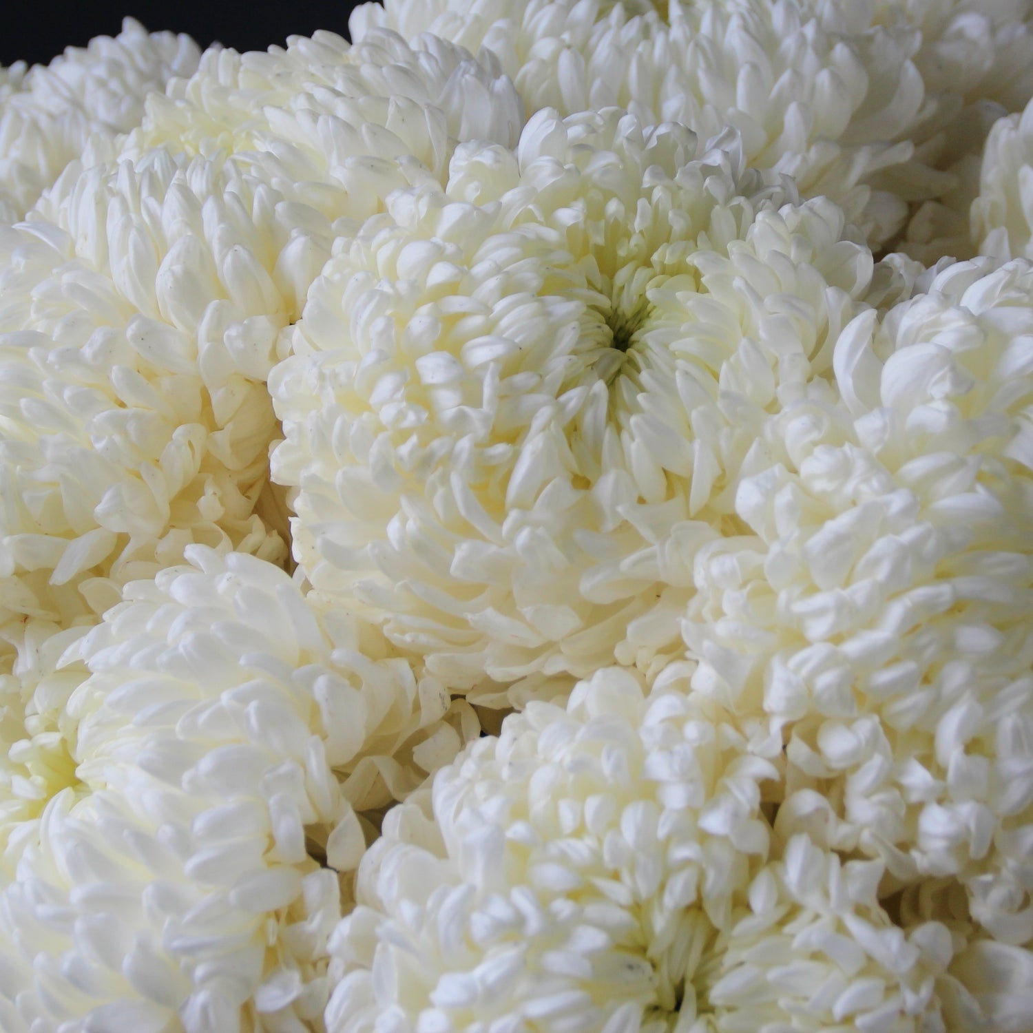 white chrysanthemum genova Bouquet of Flowers