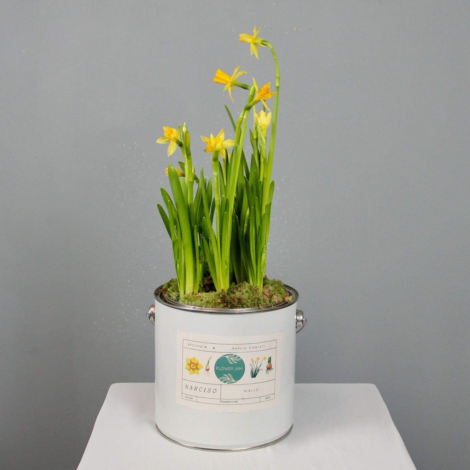 Secchio medio di bulbi di narciso – Baby Yellow