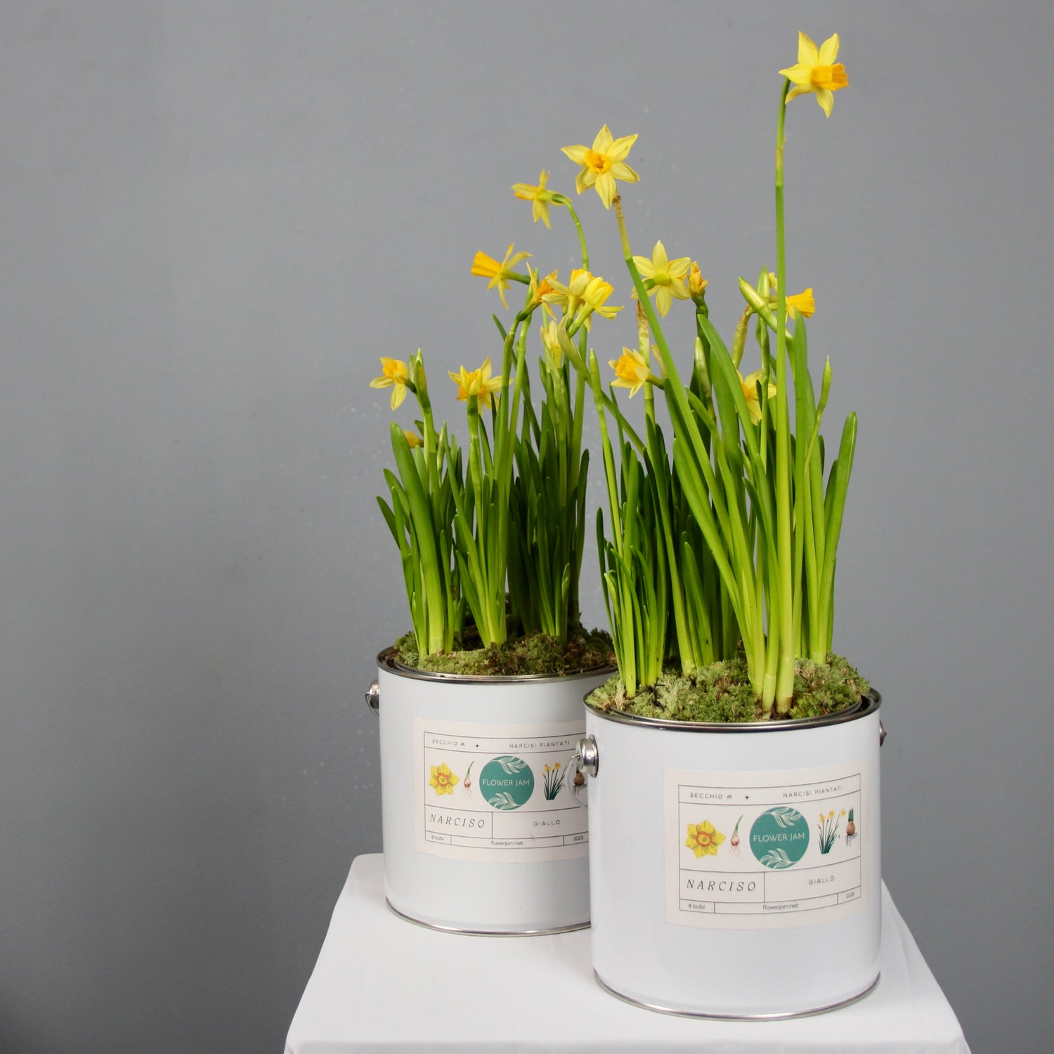 Secchio medio di bulbi di narciso – Baby Yellow