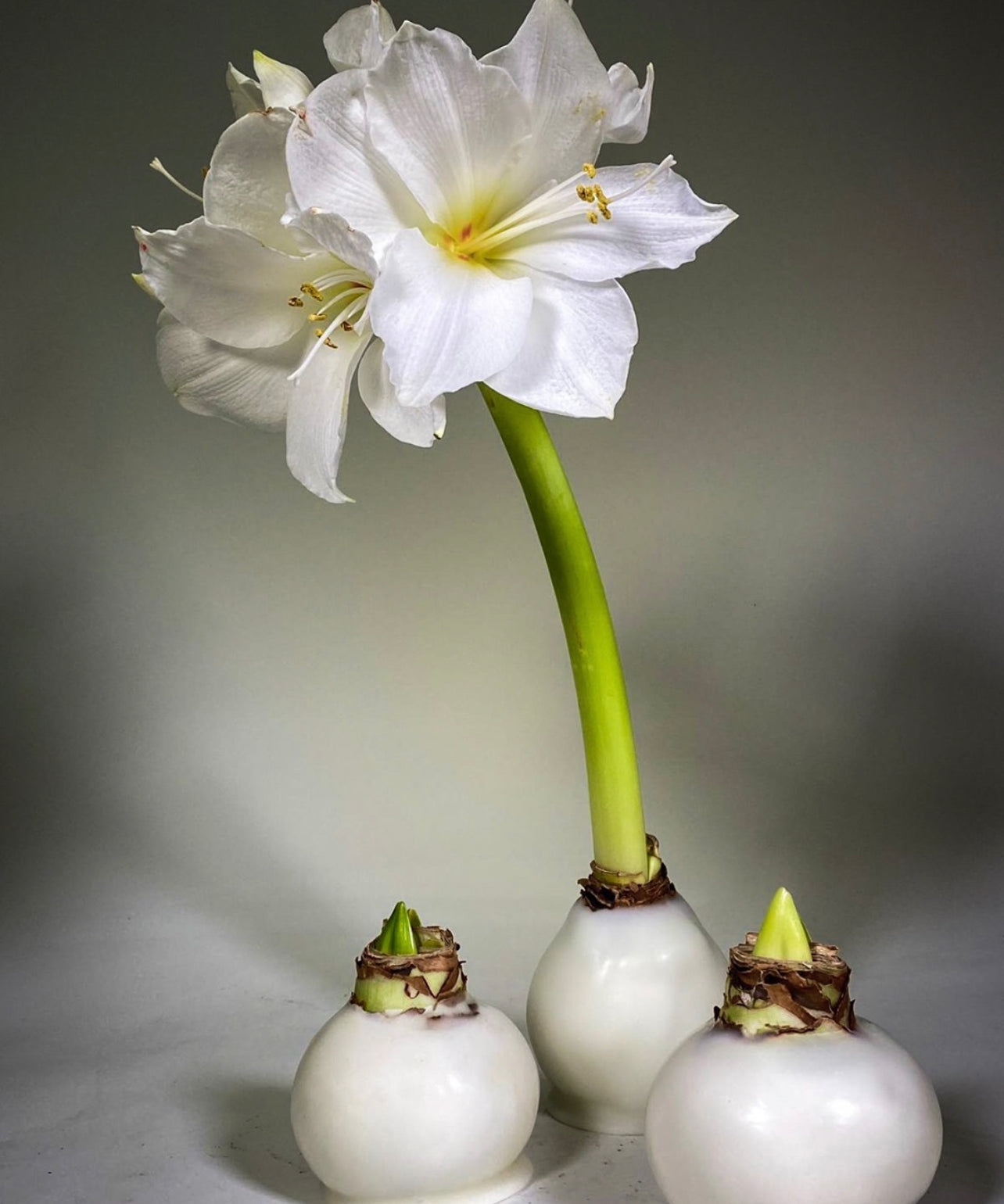 white waxed amaryllis delivery Genoa