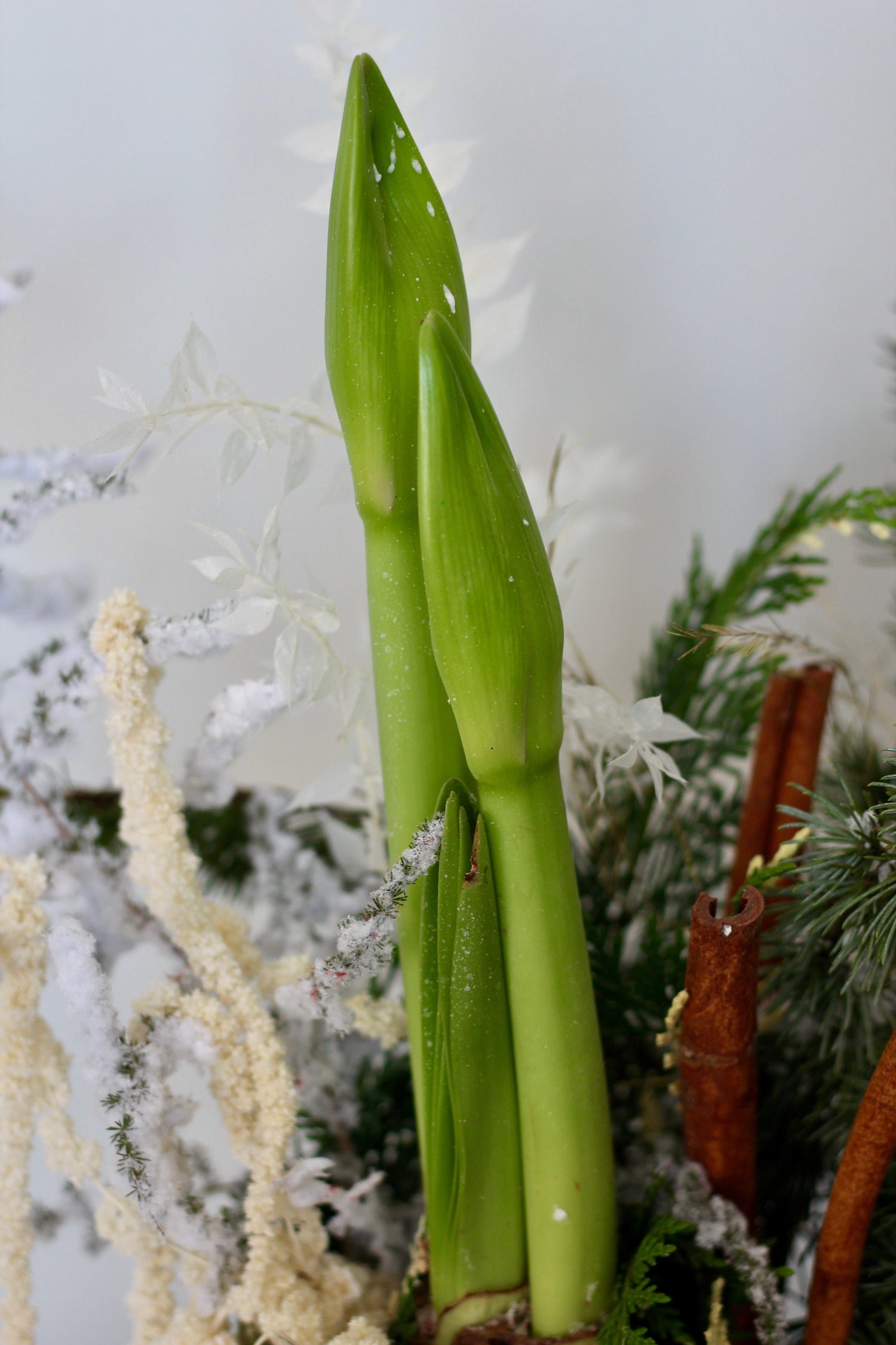 Christmas arrangement
