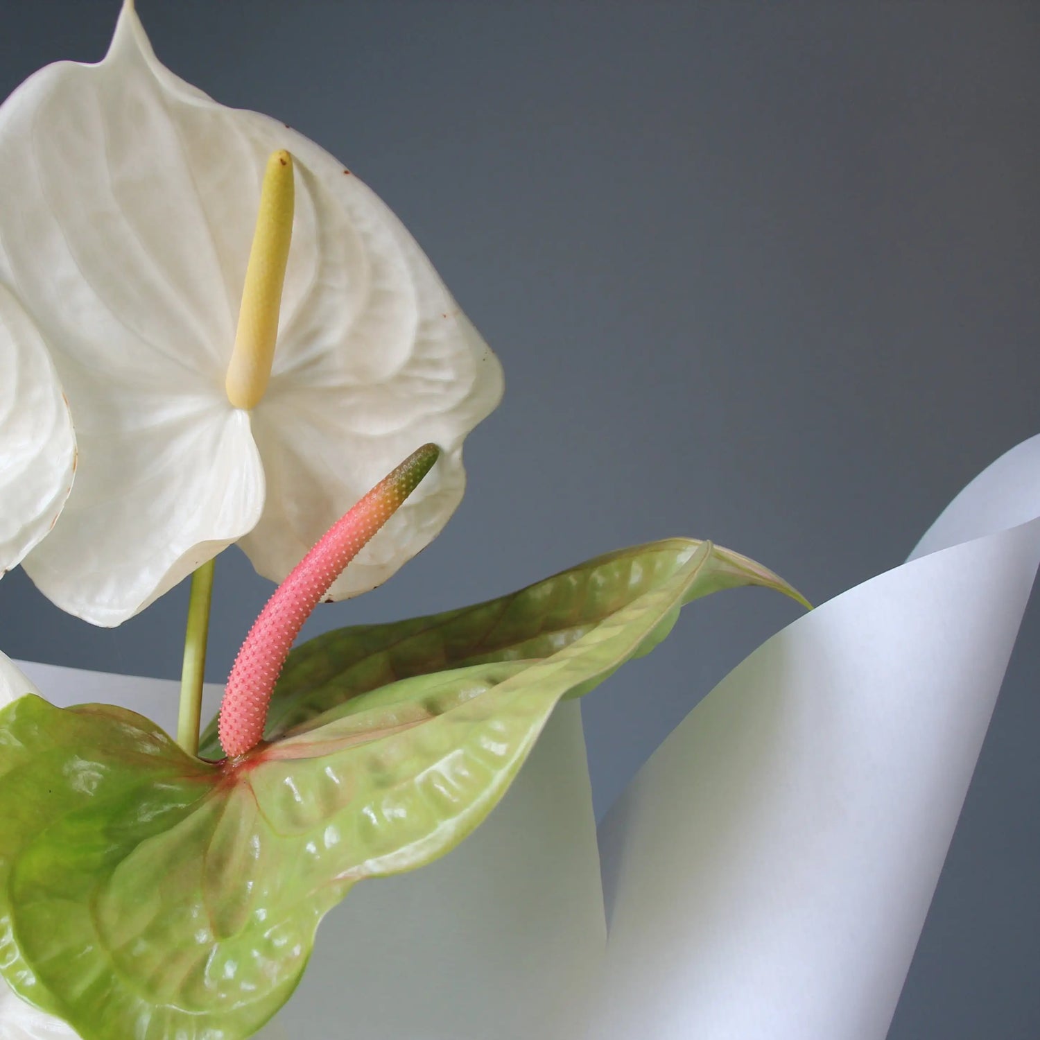 bouquet of white and green anthurims