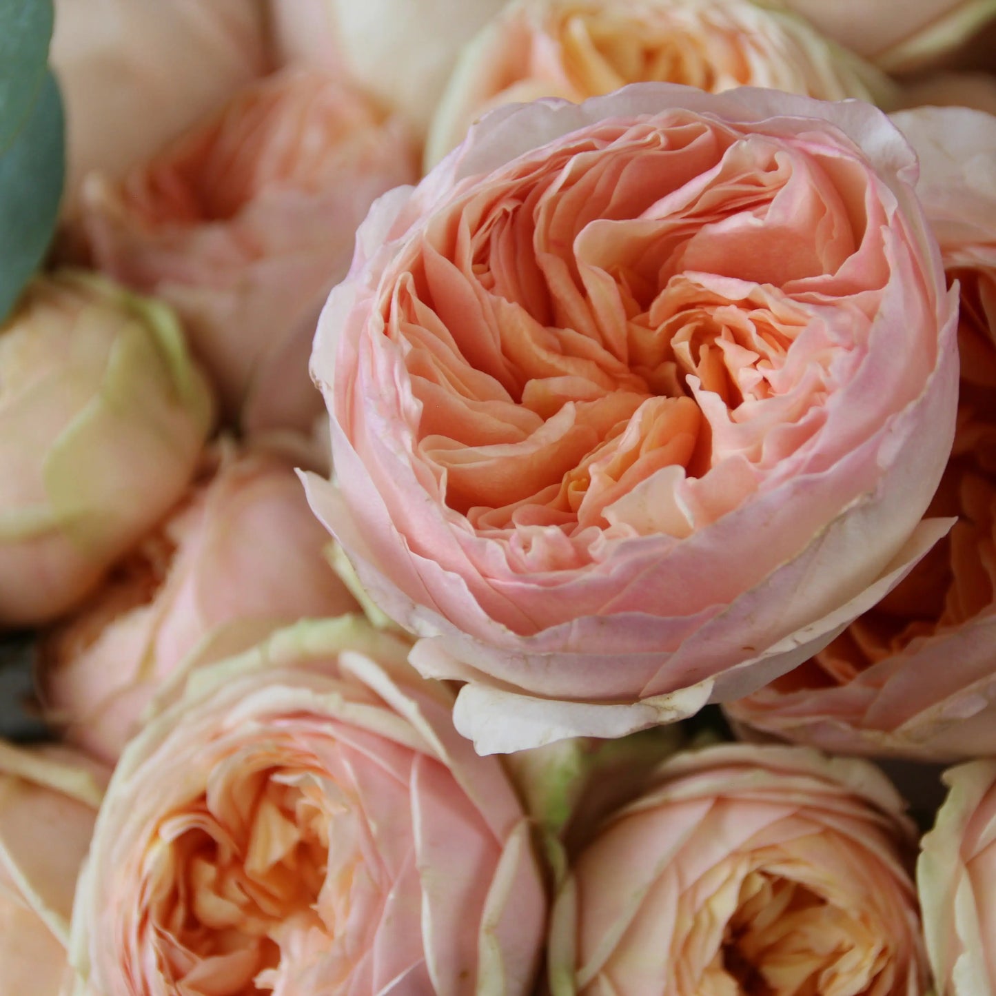 bouquet of flowers