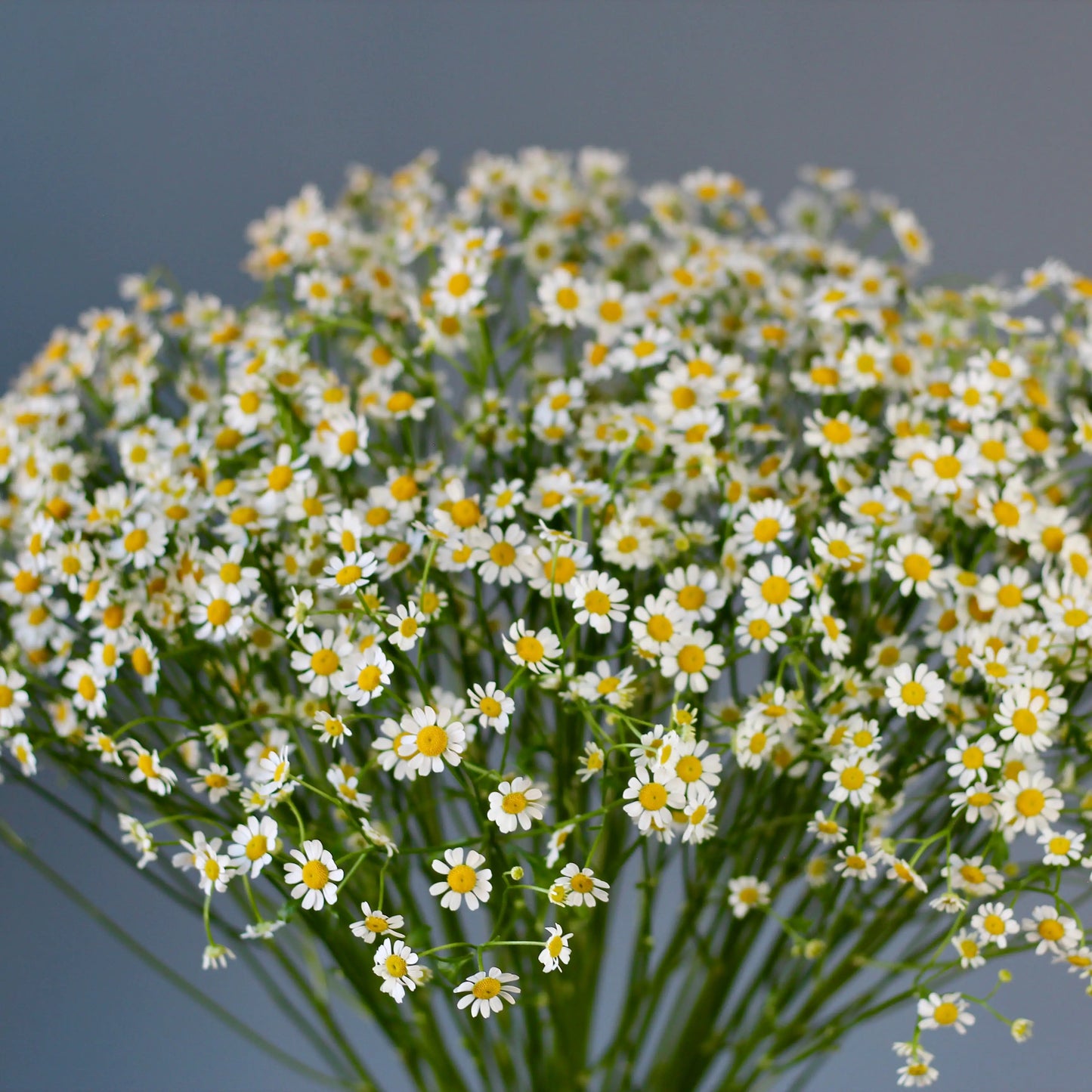 bouquet of camomile