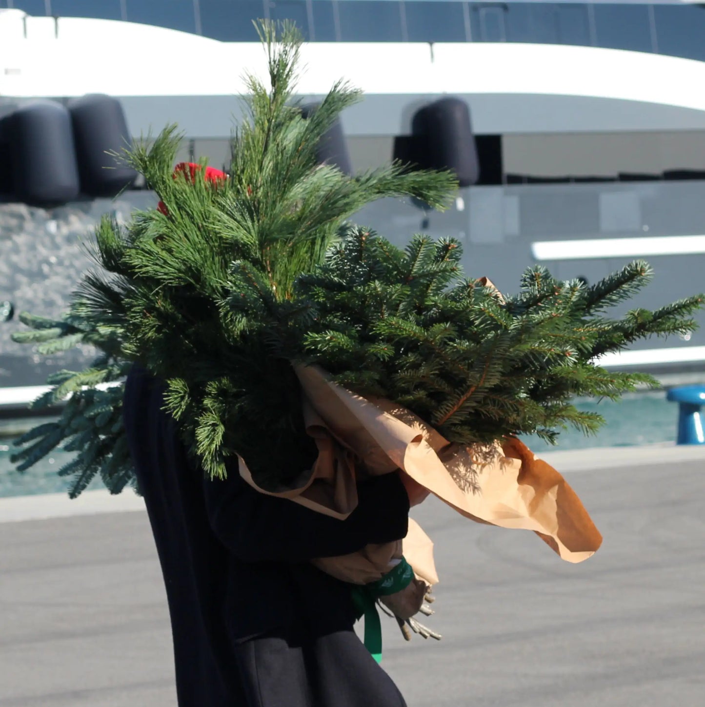 bunch of christmas trees