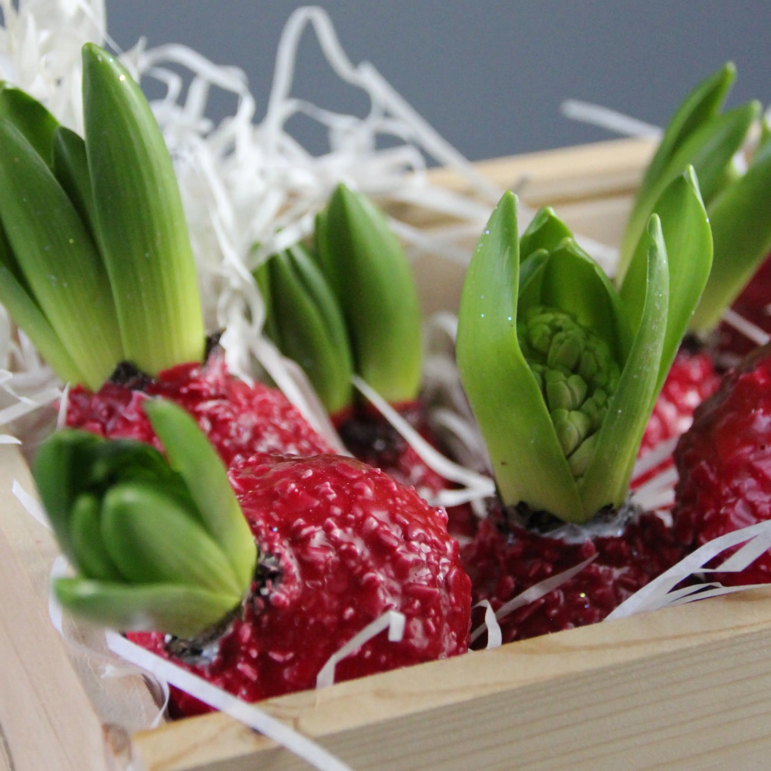 white waxed hyacinth bulb Genoa Flowers