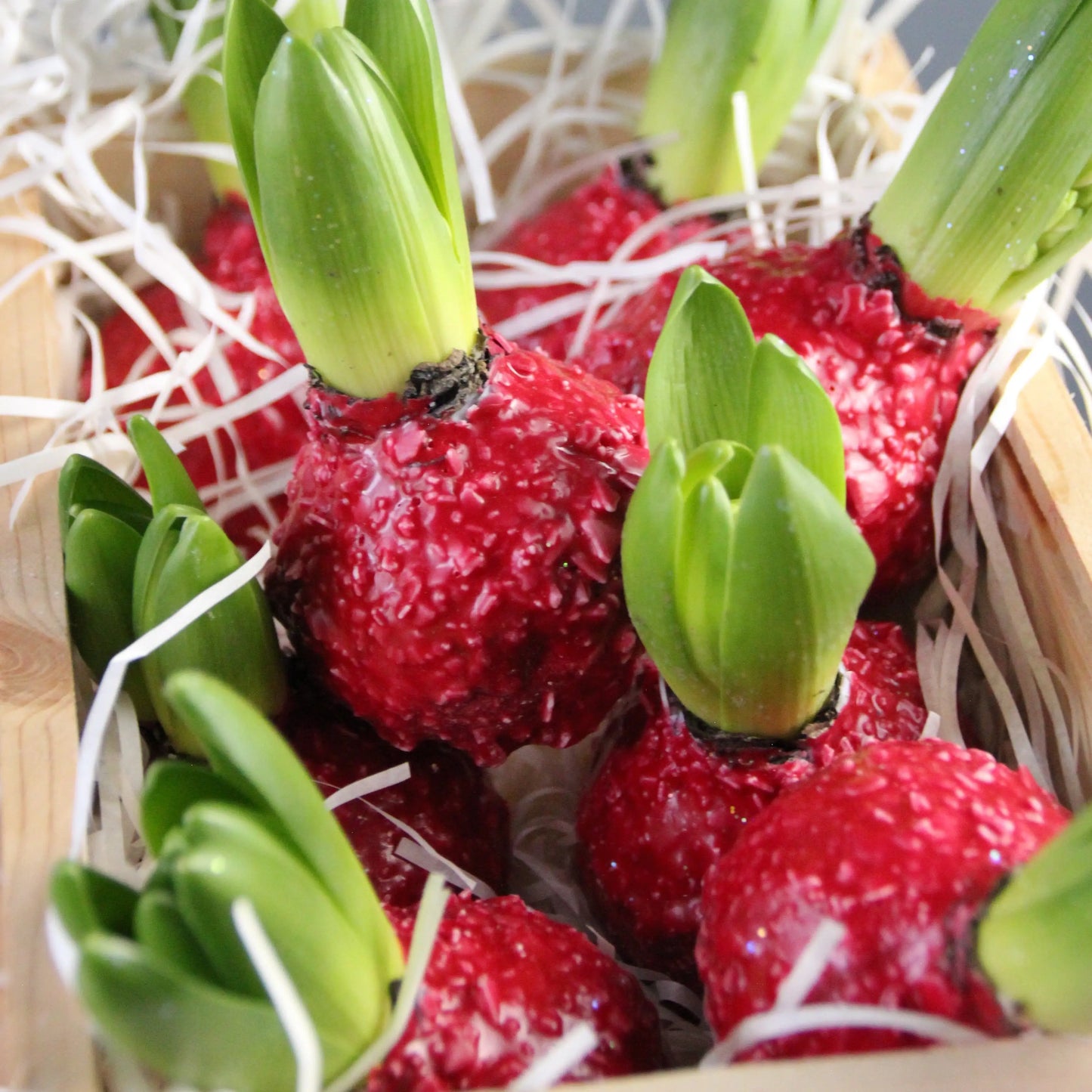 waxed hyacinth delivery genova Flowers