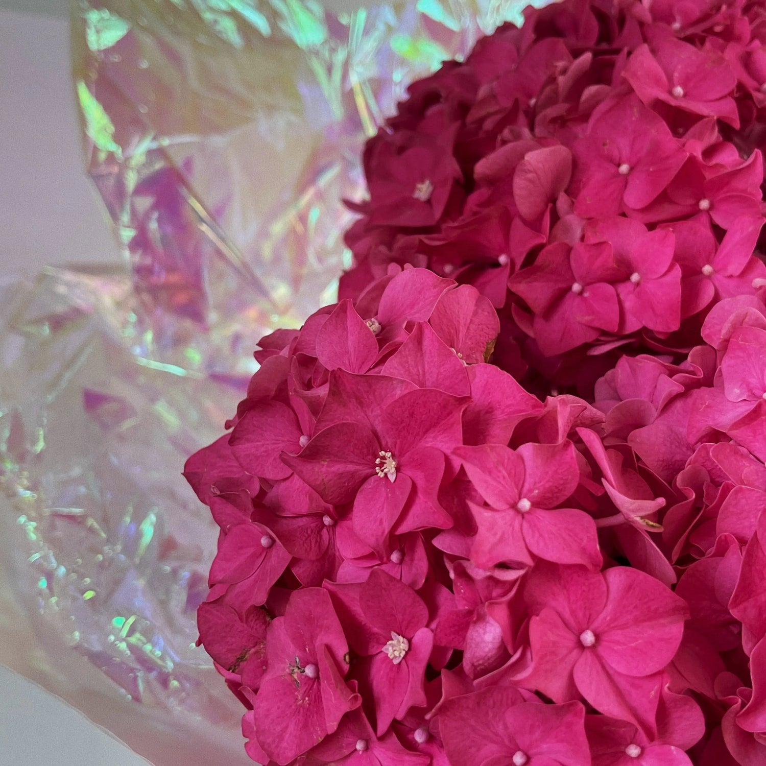 bunch of pink hydrangeas