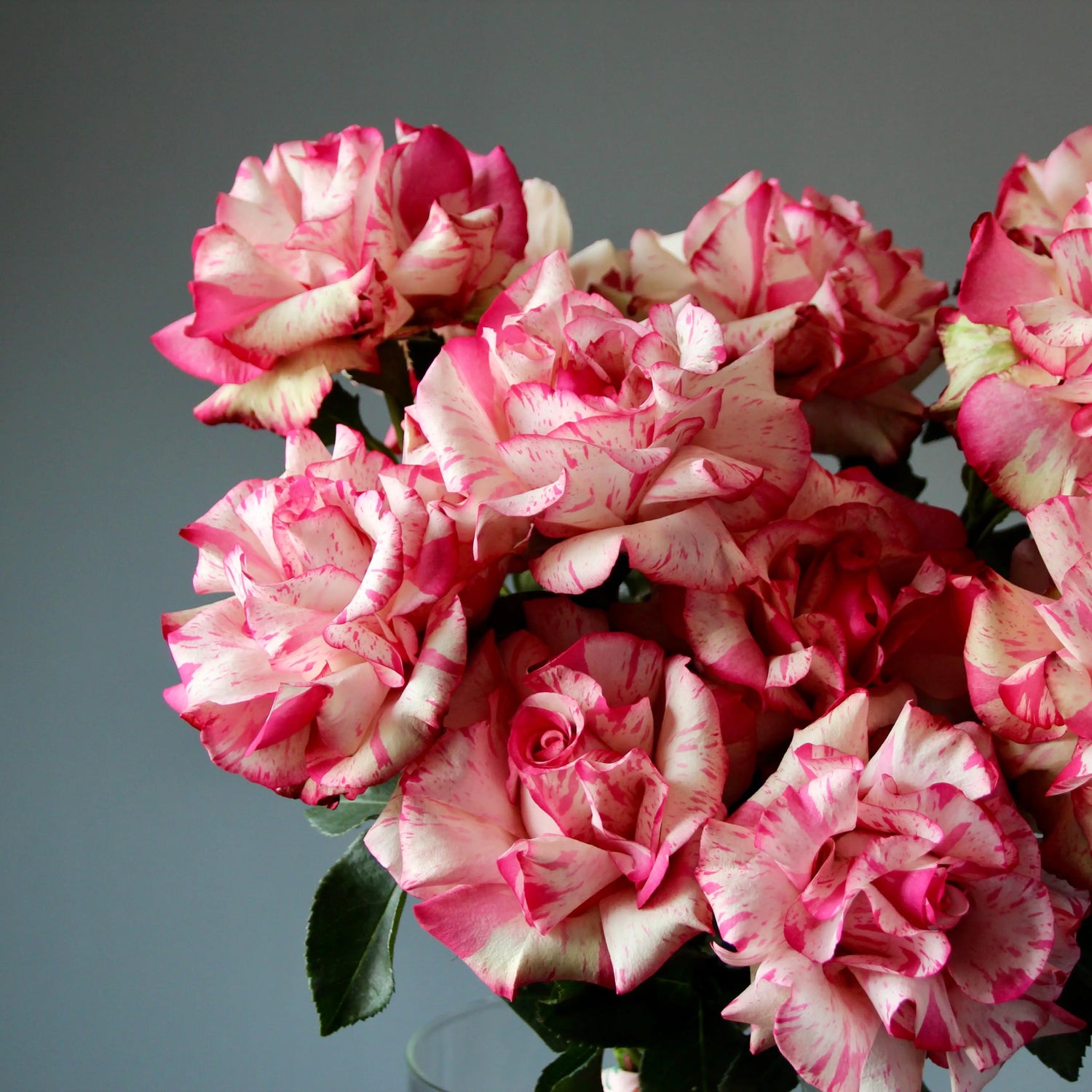 bouquet of bicolour roses