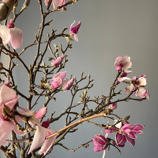 magnolia branches