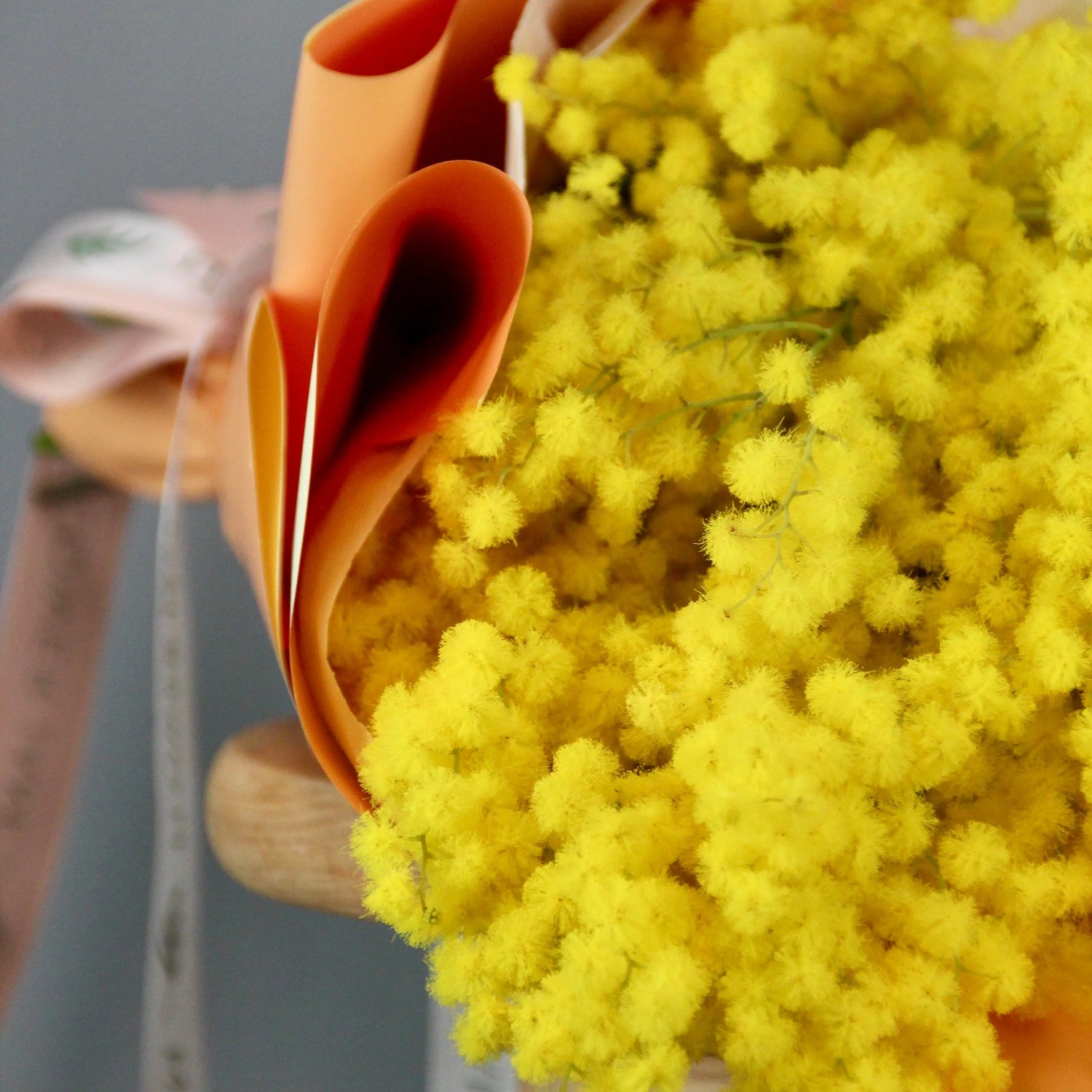 upclose of mimosa