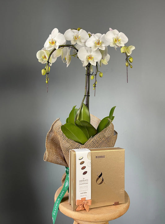 cascading white orchid plant