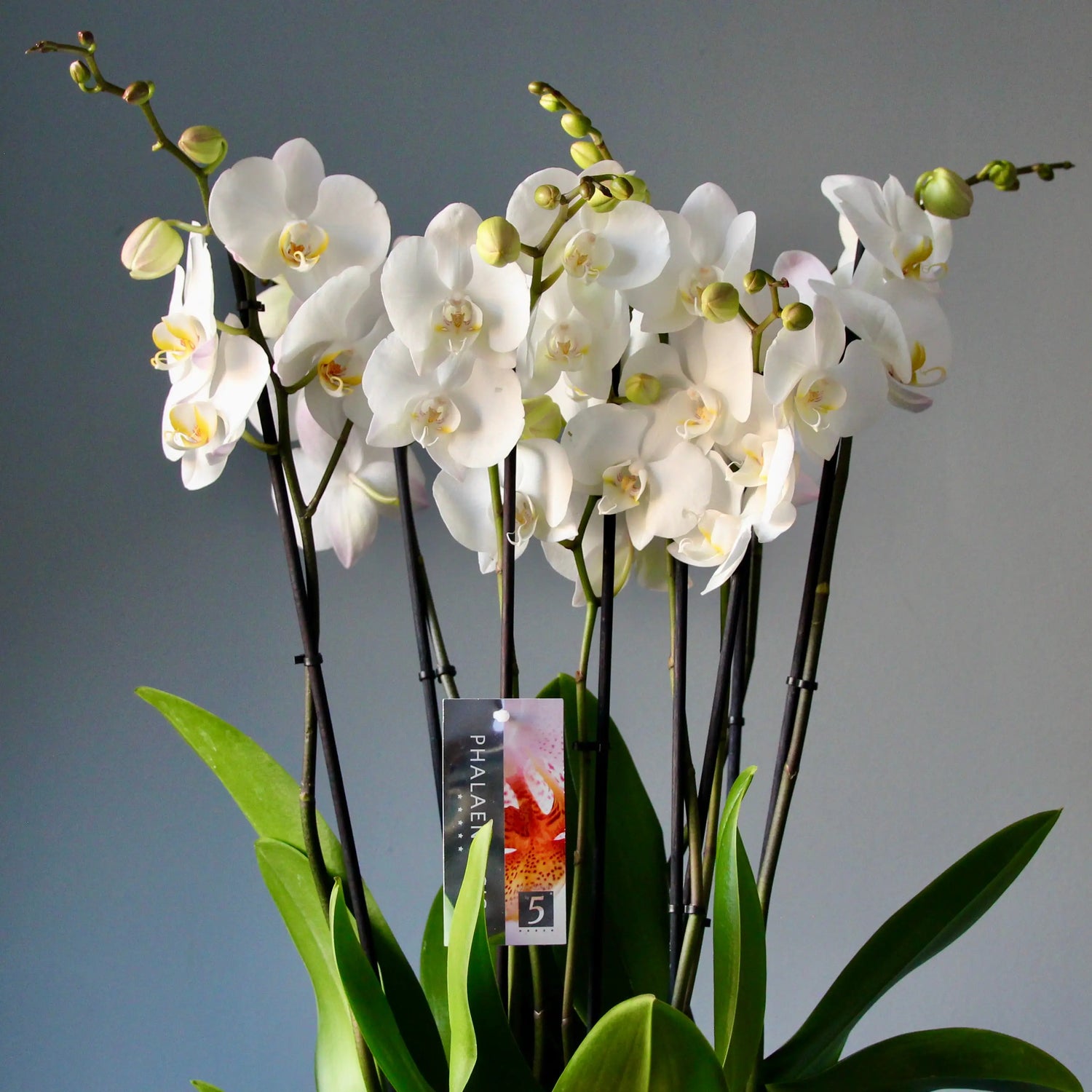 white orchids in a pot