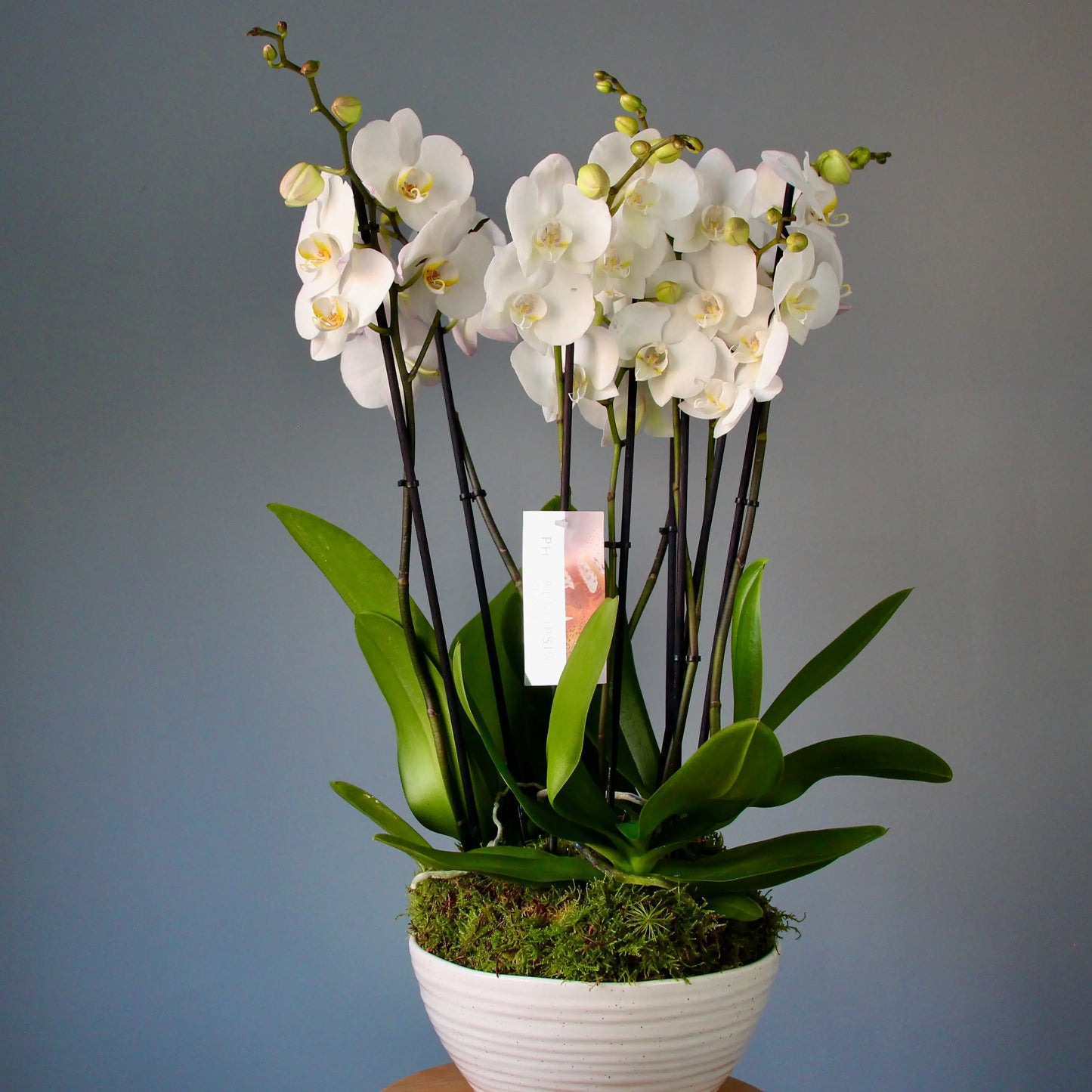 white orchids in a pot