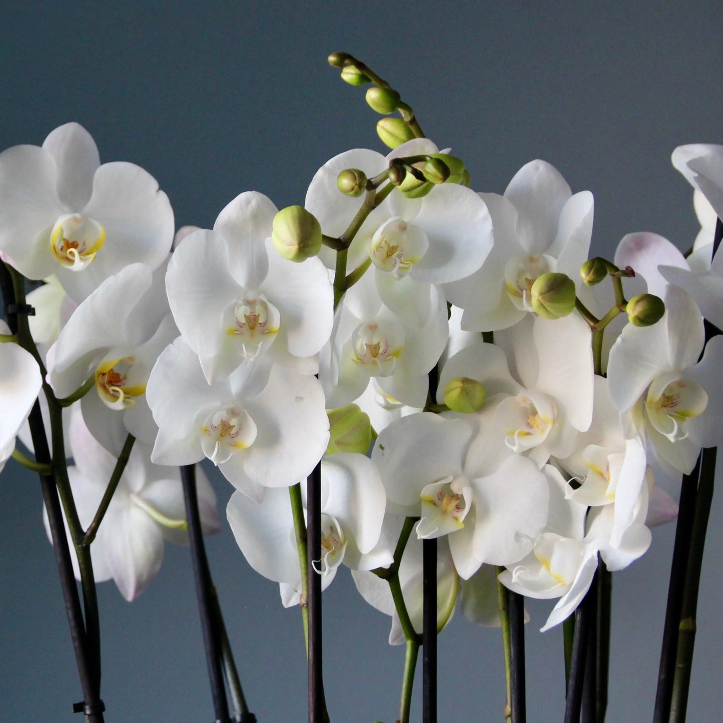 white orchids