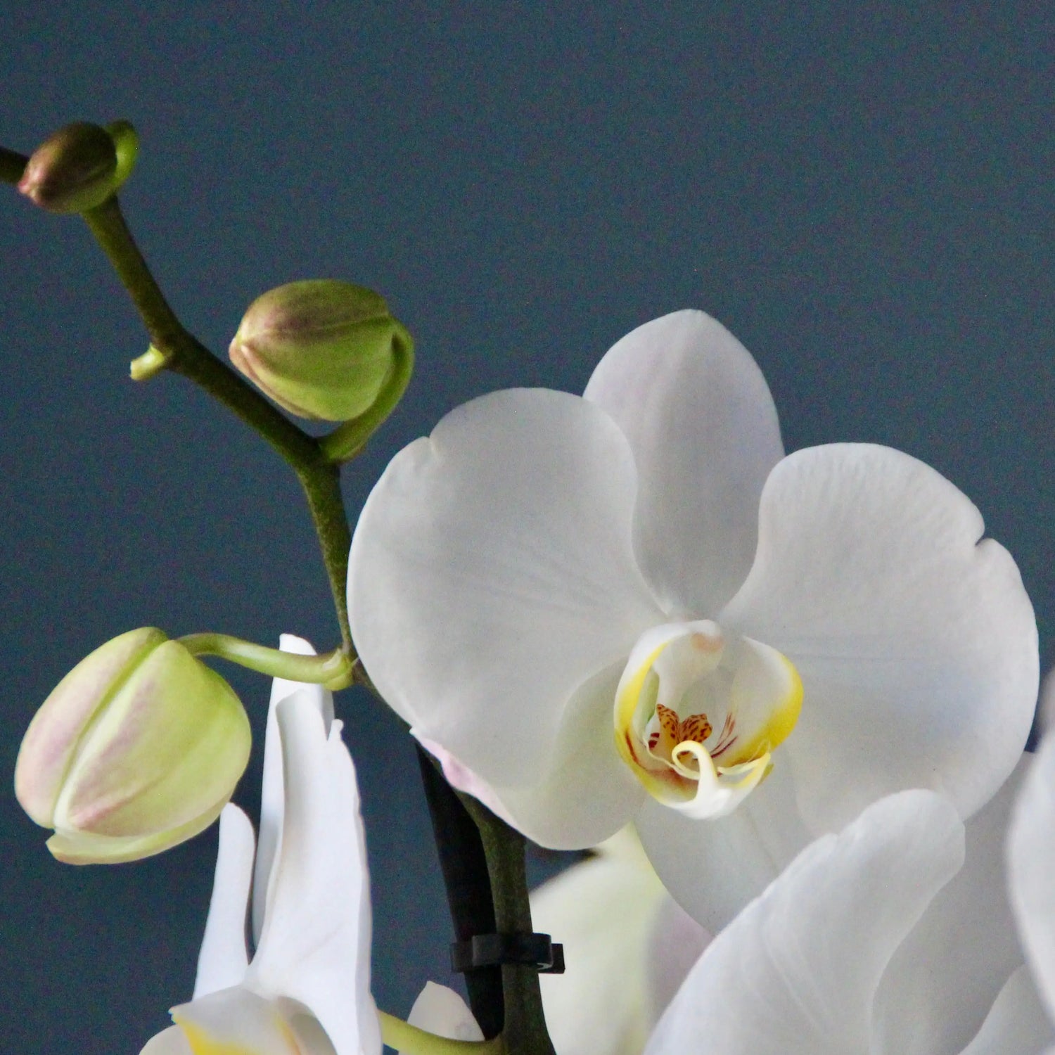 white orchid with blue background