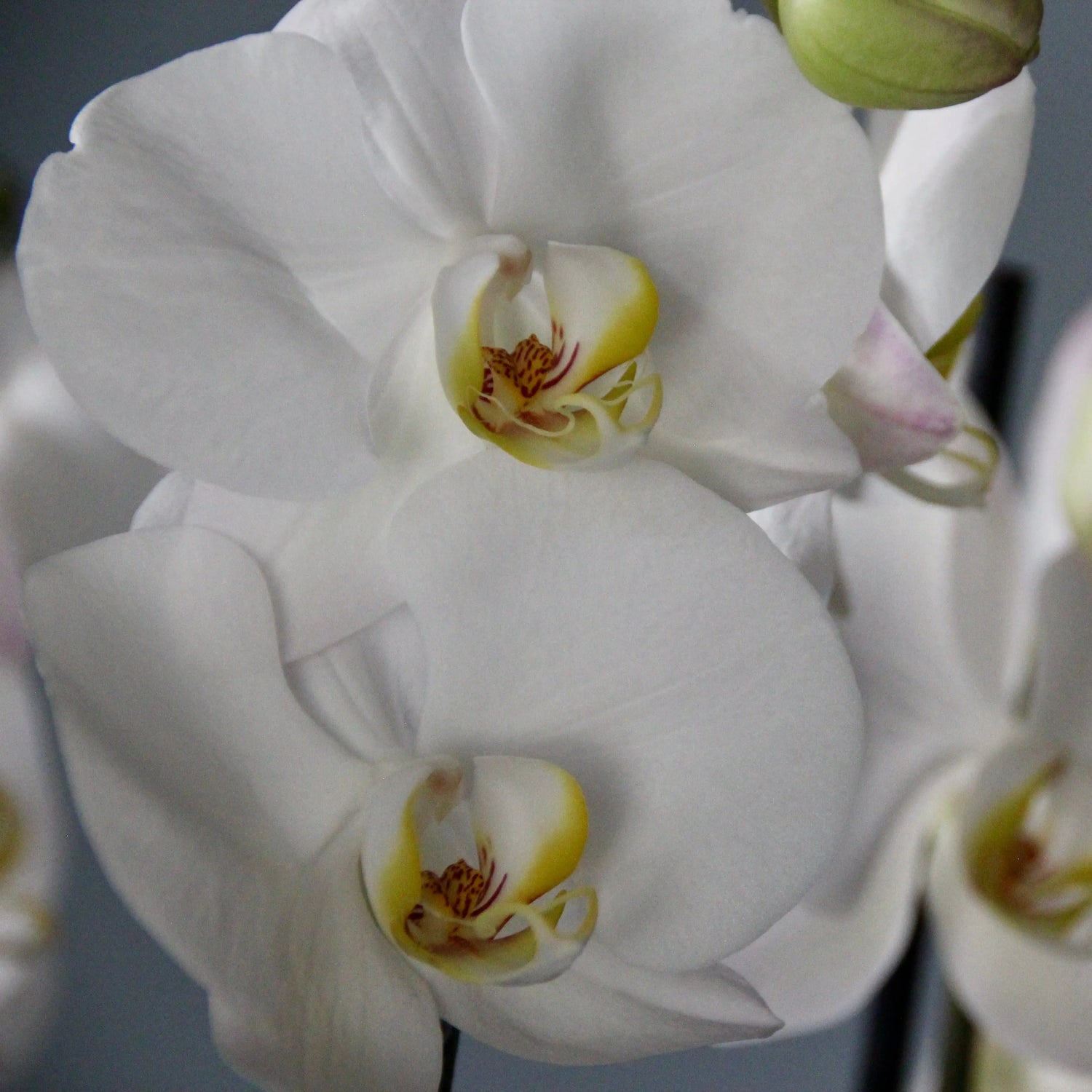 close up of white orchids
