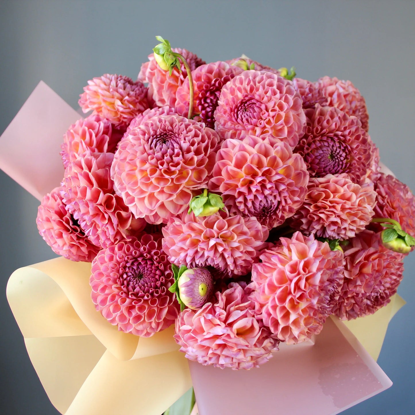 big bouquet of pink dahlias in genova