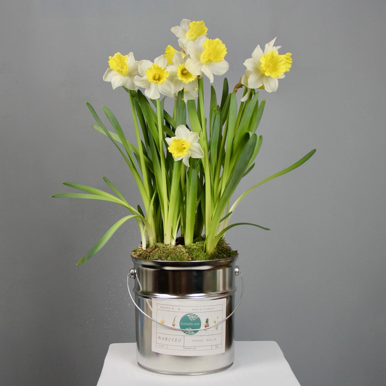 arrangement of white and yellow narcissus flowers in an XL-sized bucket bulbs