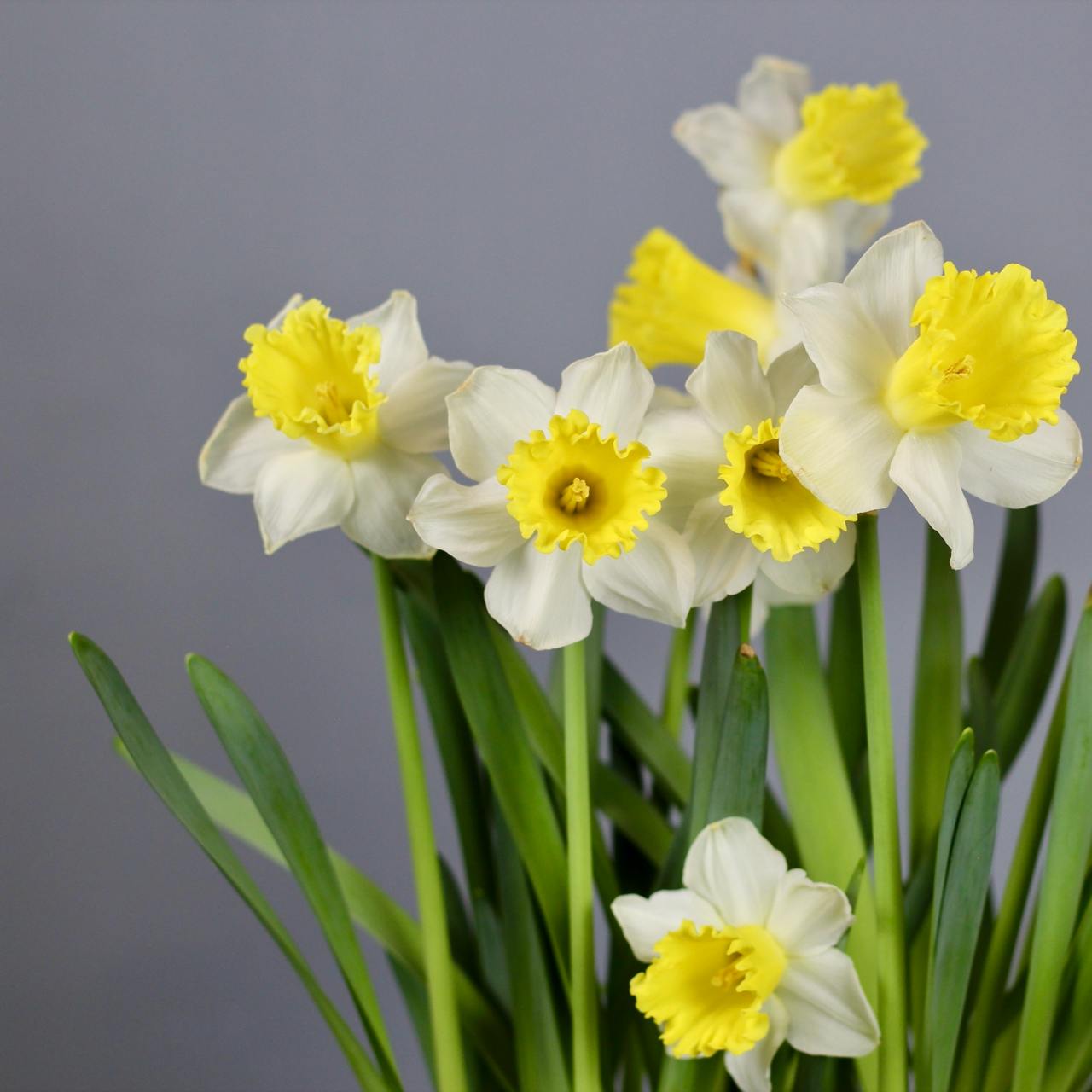 white and yellow narcissus  bulbs