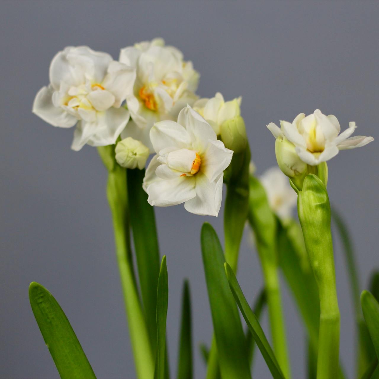 blooming Bridal Crown narcissus bulbs, showcasing a cream and orange color  product_type