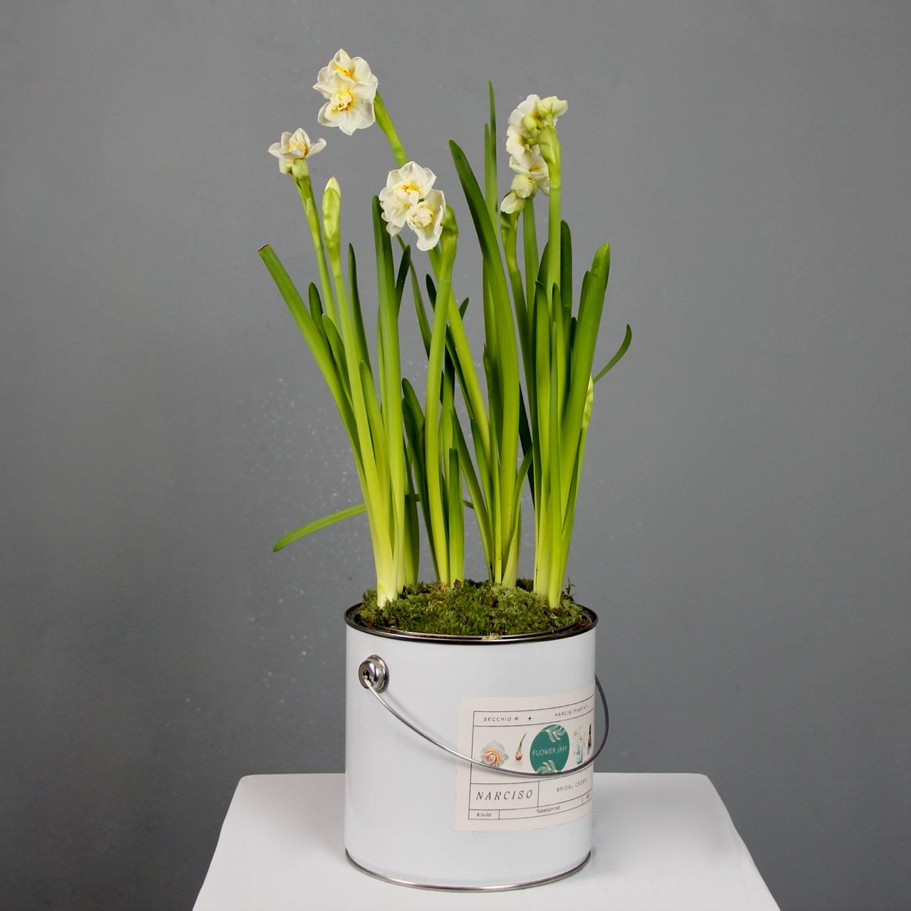 Bridal Crown narcissus flowers in a medium-sized bucket product_type