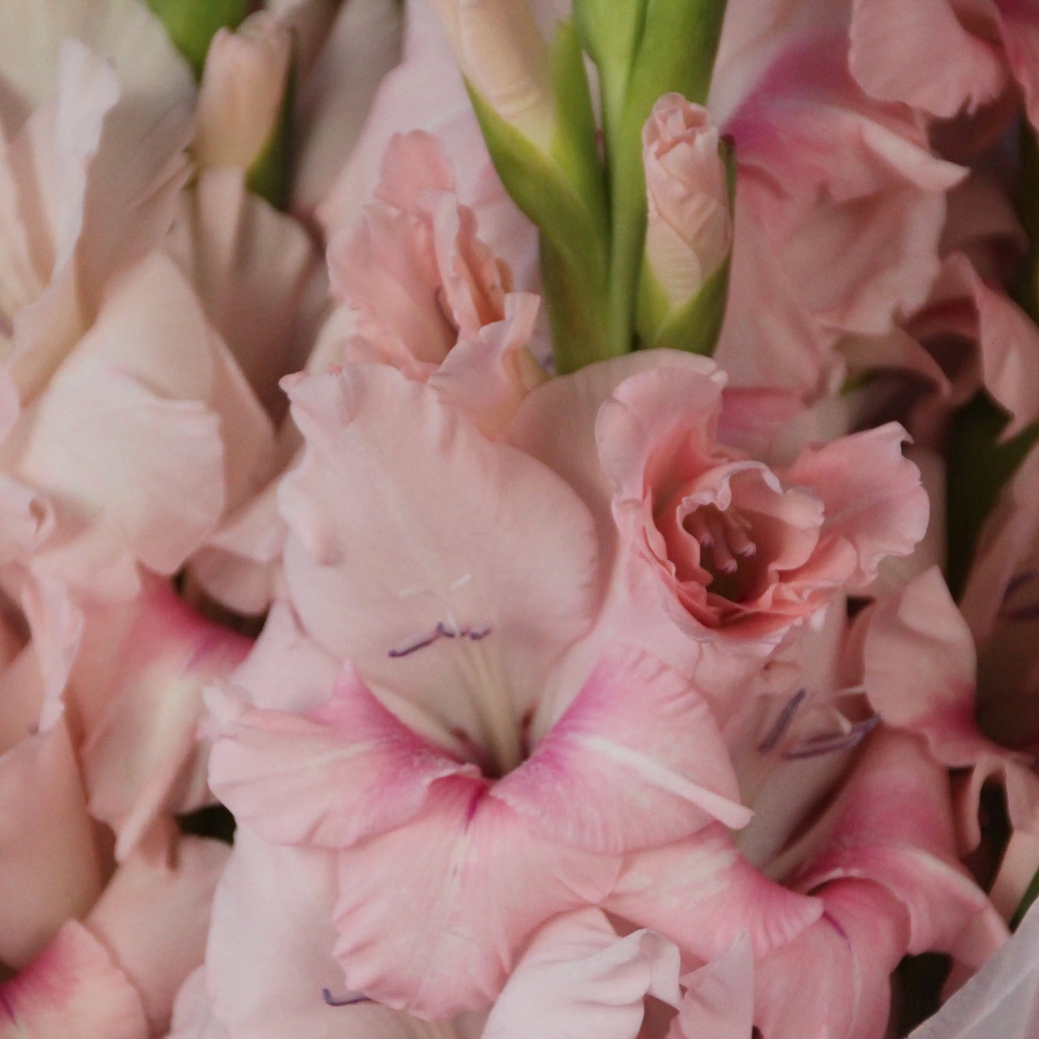 pink gladiolus