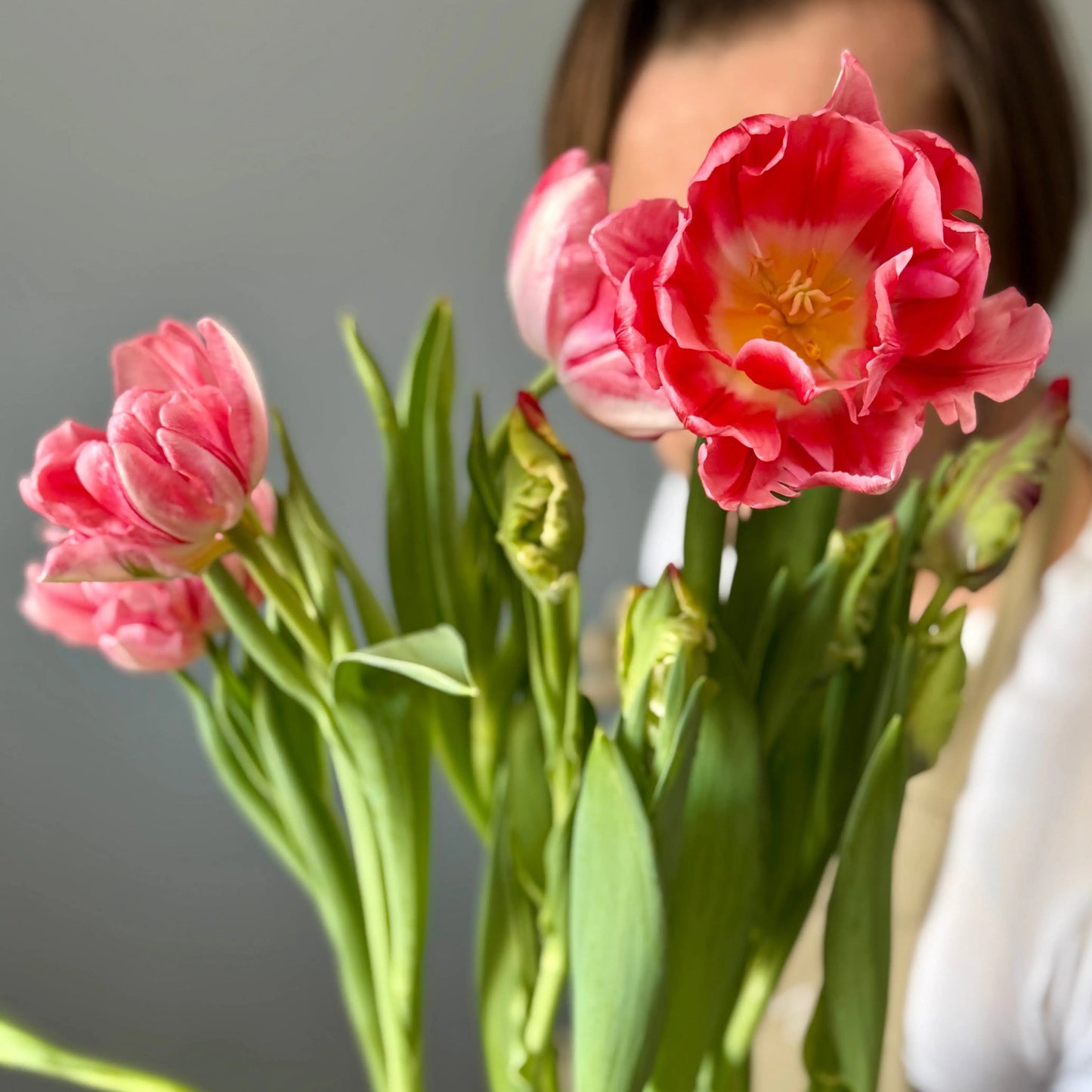 Upclose of pink tulips