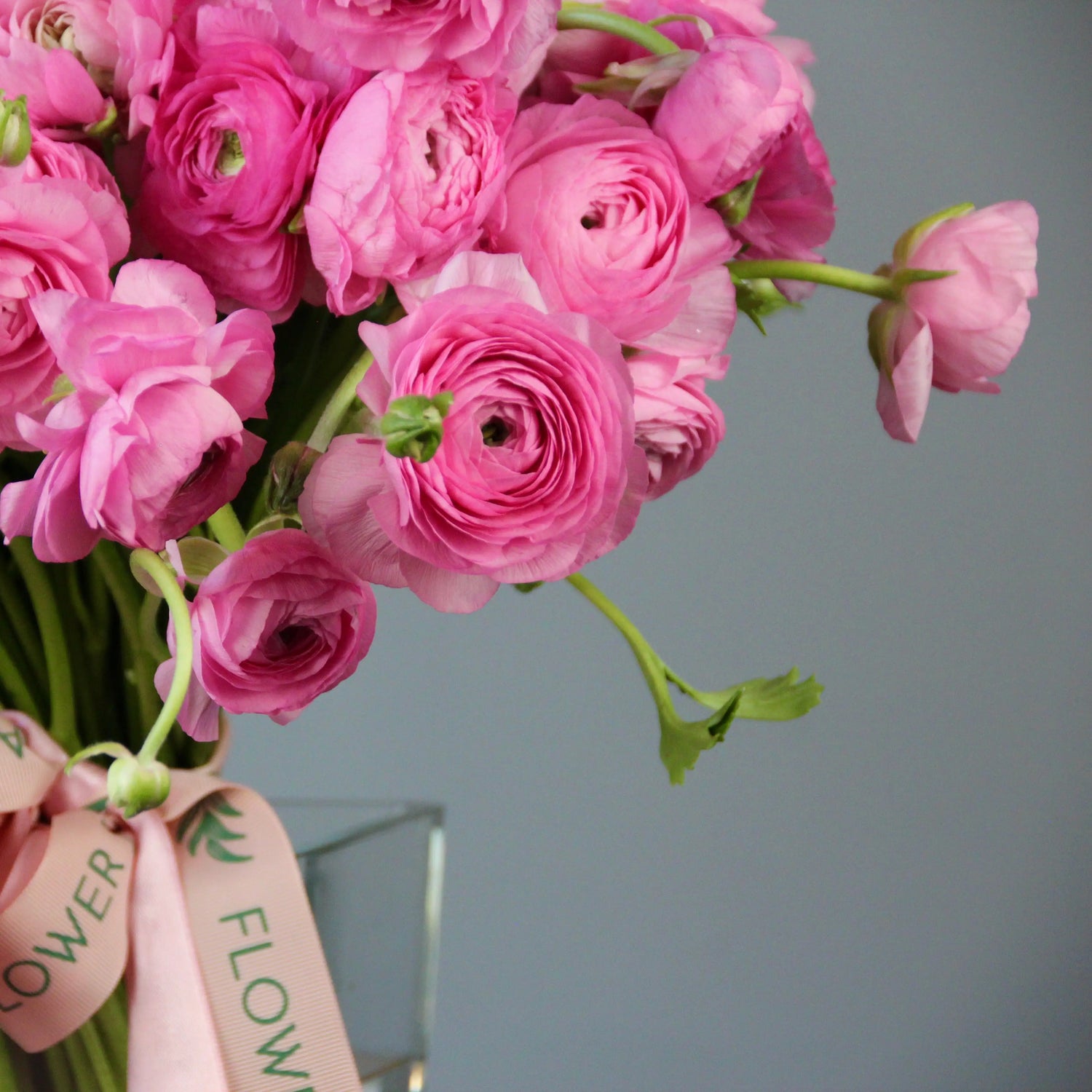 pink ranunculus delivery in genova Flowers