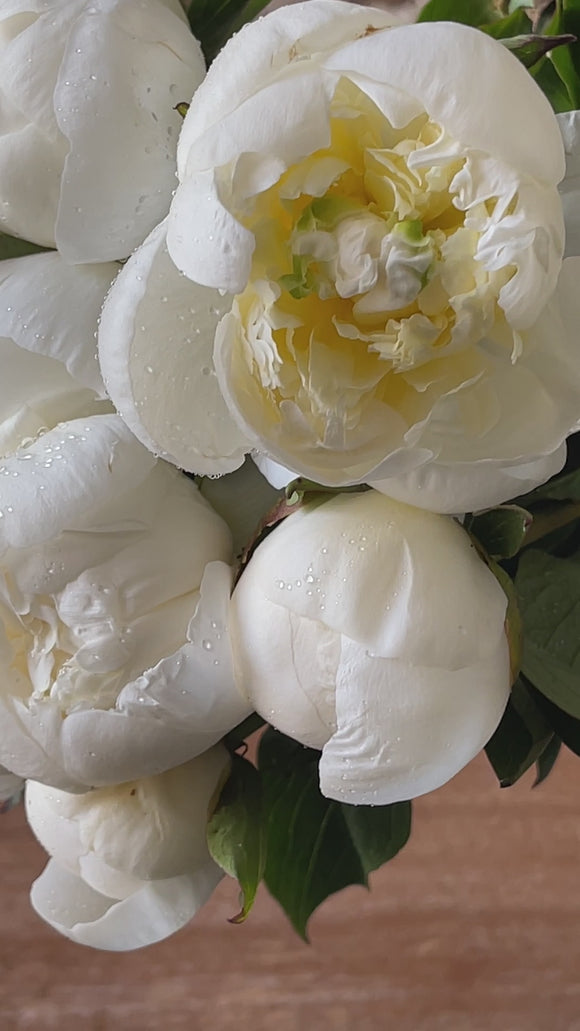 PEONIE BIANCHE - video preview image
