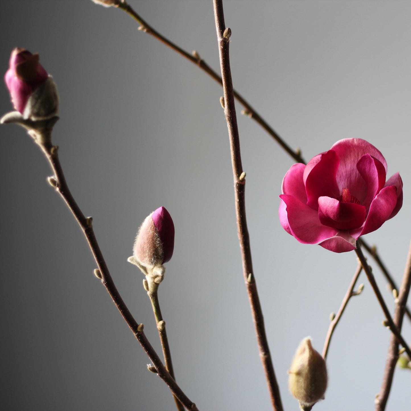Rami di magnolia