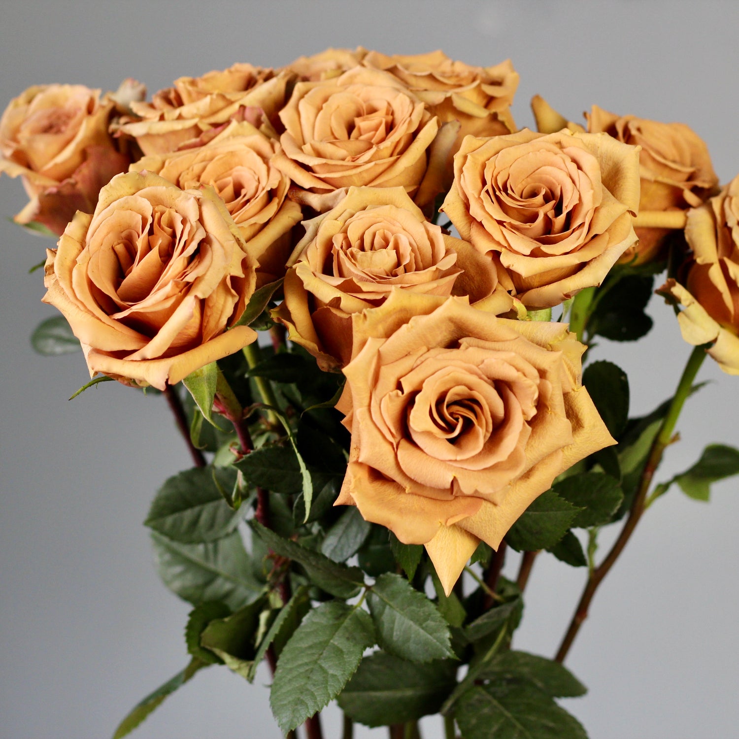 luxury roses delivery portofino Genoa liguria bouquet of roses
