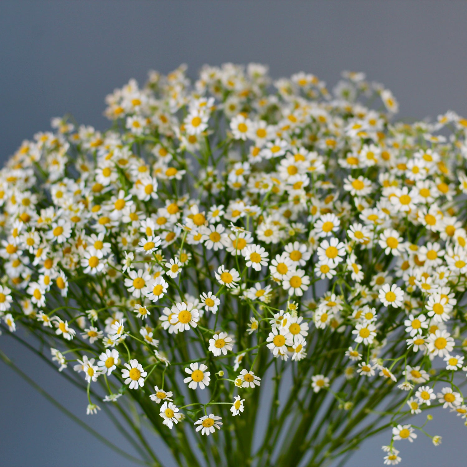 flowers delivery Genoa Camomile Bouquet