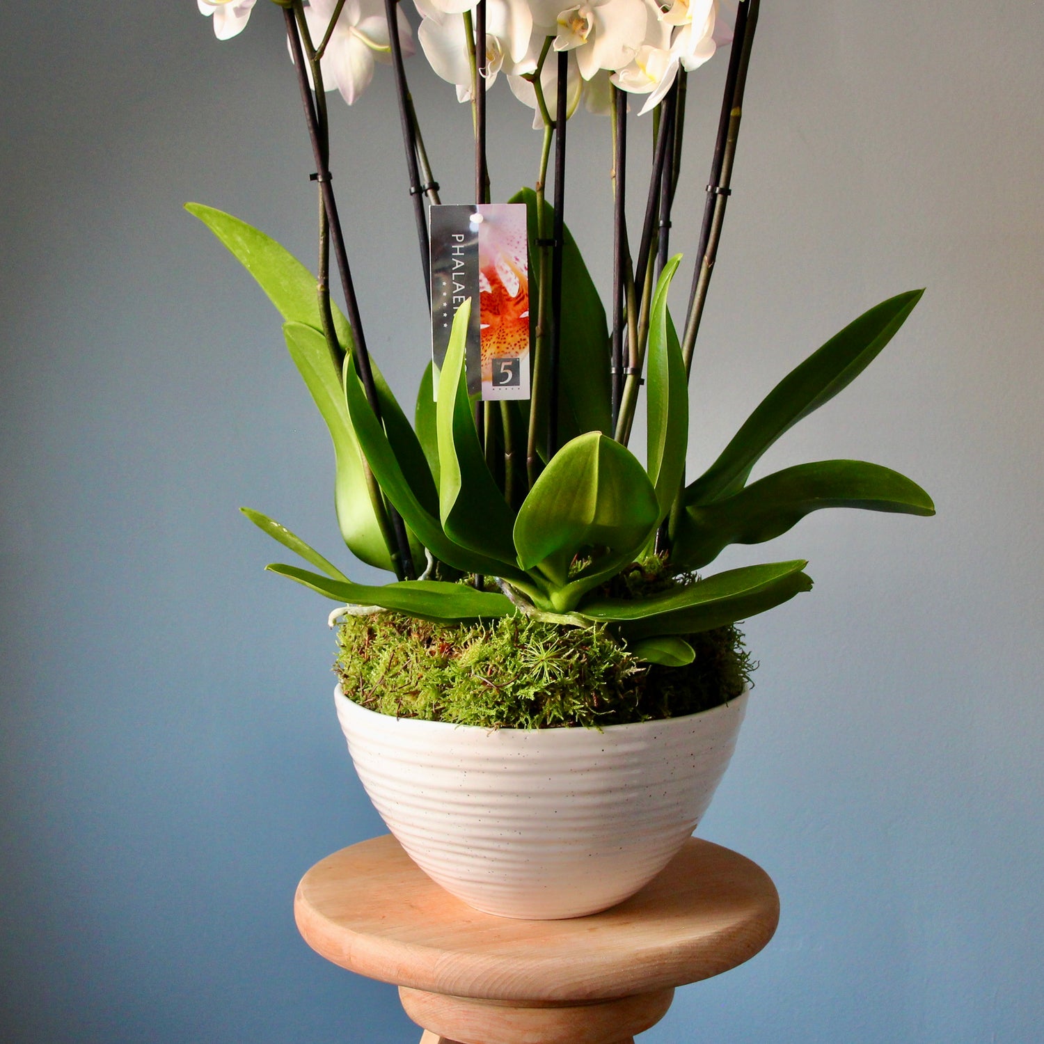 fiori consegna genova Flowers