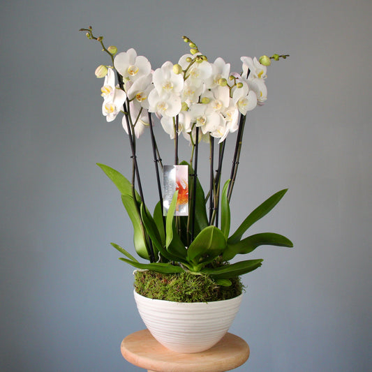 flower delivery French Riviera Liguria Genoa Flowers
