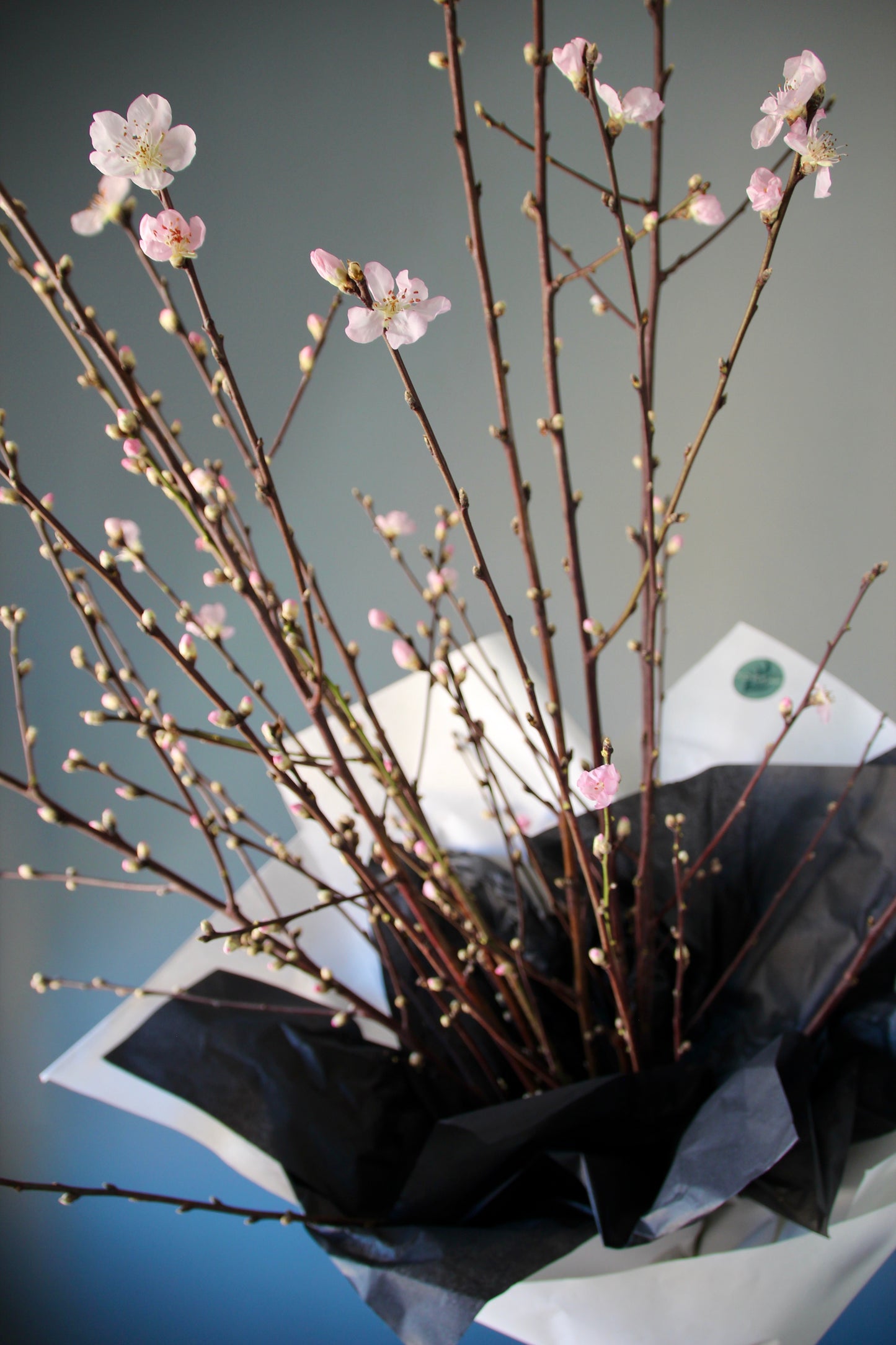 Blooming Peach Branches