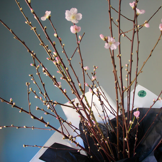 Blooming Peach Branches