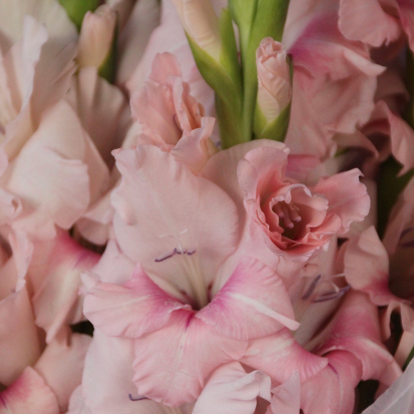 flower shop genoa italy Flowers