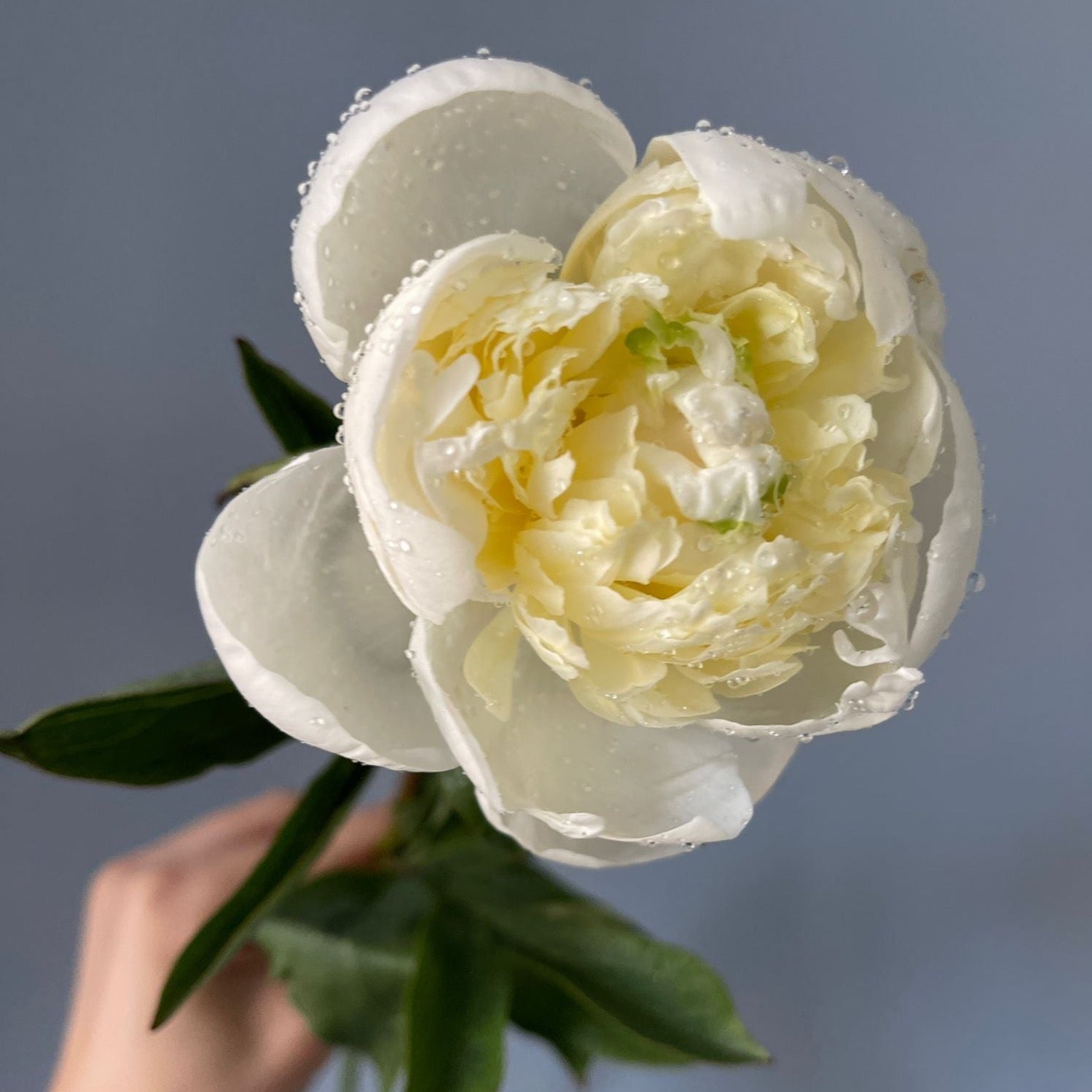 peonies delivery in genova